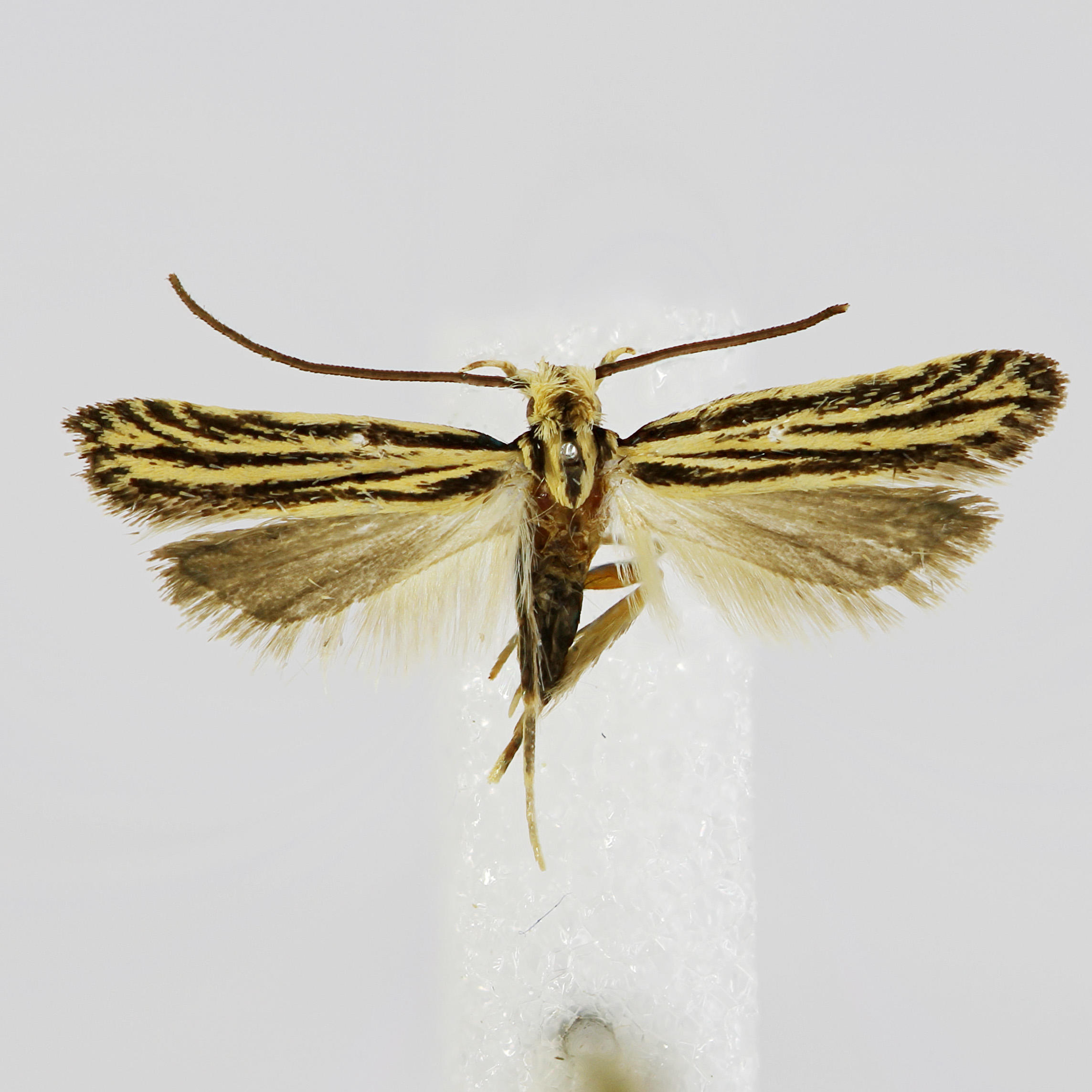 Galagete krameri Landry & Schmitz, 2008 in the Invertebrates Collection (ICCDRS 46887). Photo: ICCDRS Collection.